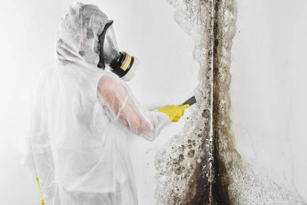 Best Mold Removal Process  in Forest Heights, TX