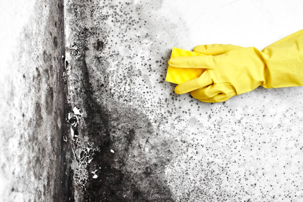 Best Same-Day Mold Removal  in Forest Heights, TX