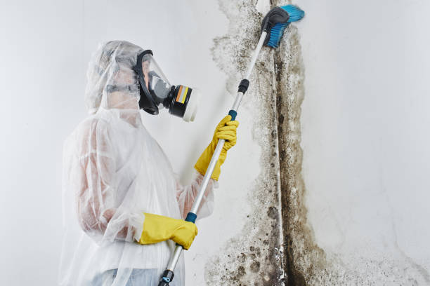 Best Mold Removal Company Near Me  in Forest Heights, TX