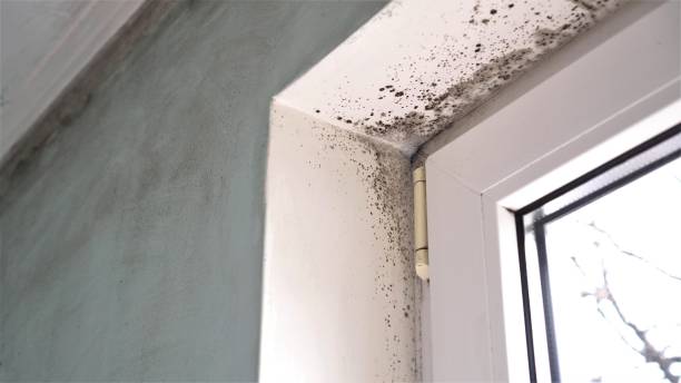 Trusted Forest Heights, TX Mold Removal Experts