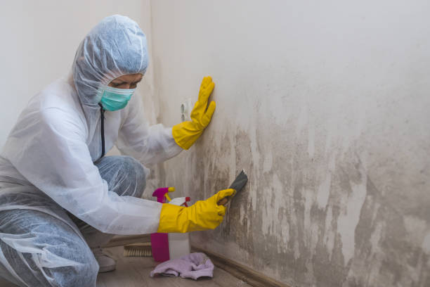 Best Fast Mold Removal  in Forest Heights, TX