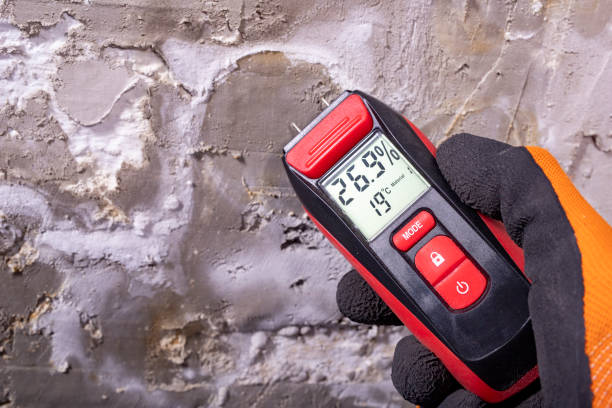 Best Mold Damage Repair  in Forest Heights, TX