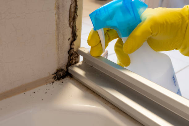 Certified Mold Removal in Forest Heights, TX