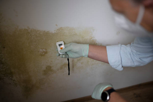 Best Mold Remediation  in Forest Heights, TX