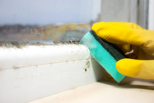 Best Office Mold Removal Services  in Forest Heights, TX