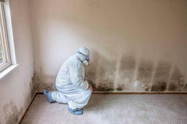 Best Attic Mold Removal  in Forest Heights, TX