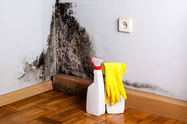 Best Toxic Mold Removal  in Forest Heights, TX