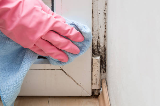 Best Mold Cleaning Services  in Forest Heights, TX
