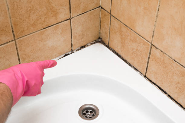 Mold Removal Process in Forest Heights, TX